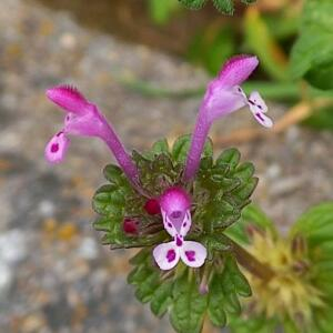 Photographie n°2519101 du taxon Lamium amplexicaule L.