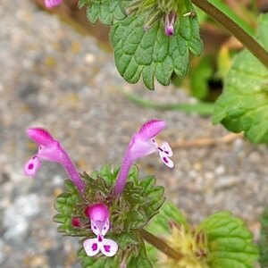 Photographie n°2519102 du taxon Lamium amplexicaule L.