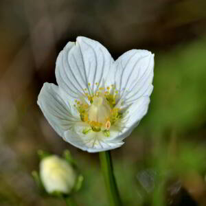 Photographie n°2519110 du taxon Parnassia palustris L. [1753]