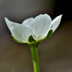 Photographie n°2519112 du taxon Parnassia palustris L. [1753]