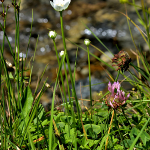 Photographie n°2519115 du taxon Parnassia palustris L. [1753]