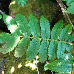 Photographie n°2519160 du taxon Sorbus aucuparia L. [1753]