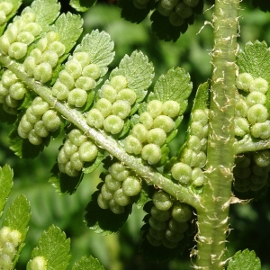 Photographie n°2519163 du taxon Dryopteris oreades Fomin [1911]