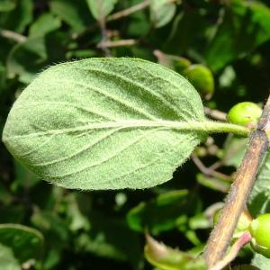 Photographie n°2519170 du taxon Lonicera xylosteum L. [1753]