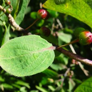 Photographie n°2519171 du taxon Lonicera xylosteum L. [1753]