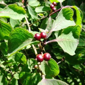 Photographie n°2519172 du taxon Lonicera xylosteum L. [1753]