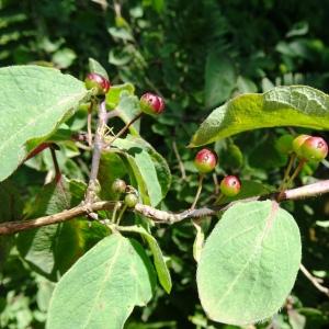 Photographie n°2519173 du taxon Lonicera xylosteum L. [1753]