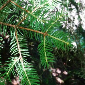 Photographie n°2519195 du taxon Picea abies (L.) H.Karst. [1881]