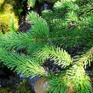 Photographie n°2519214 du taxon Picea abies (L.) H.Karst. [1881]