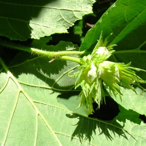 Photographie n°2519218 du taxon Corylus avellana L.