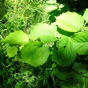 Photographie n°2519221 du taxon Corylus avellana L.