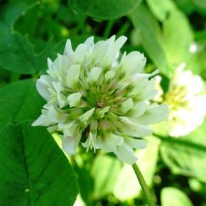  - Trifolium repens L. [1753]