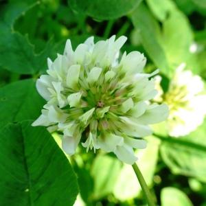  - Trifolium repens L.