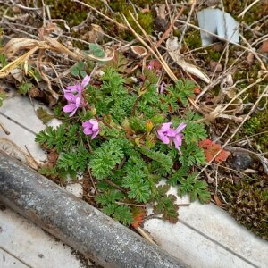 Photographie n°2519239 du taxon Erodium cicutarium (L.) L'Hér.