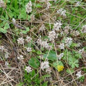 Photographie n°2519254 du taxon Prunella vulgaris L. [1753]