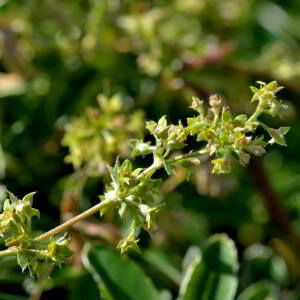 Photographie n°2519267 du taxon Alchemilla alpina L. [1753]