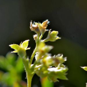 Photographie n°2519272 du taxon Alchemilla alpina L. [1753]