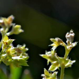 Photographie n°2519273 du taxon Alchemilla alpina L. [1753]