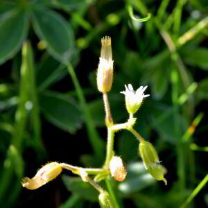 Photographie n°2519284 du taxon Cerastium fontanum Baumg. [1816]