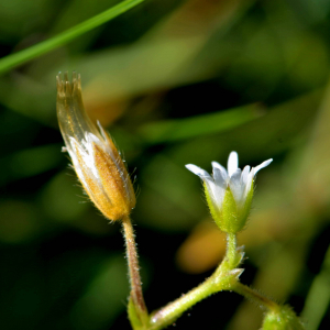 Photographie n°2519285 du taxon Cerastium fontanum Baumg. [1816]