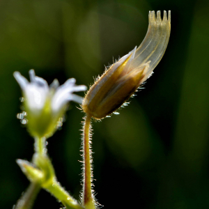 Photographie n°2519287 du taxon Cerastium fontanum Baumg. [1816]