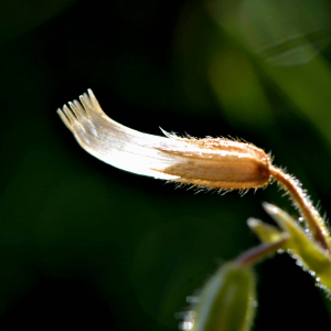 Photographie n°2519289 du taxon Cerastium fontanum Baumg. [1816]