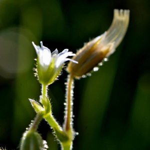 Photographie n°2519292 du taxon Cerastium fontanum Baumg. [1816]