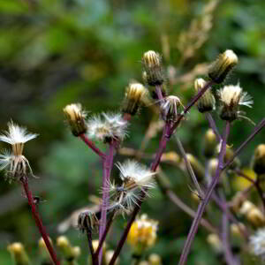 Photographie n°2519293 du taxon Crepis paludosa (L.) Moench [1794]