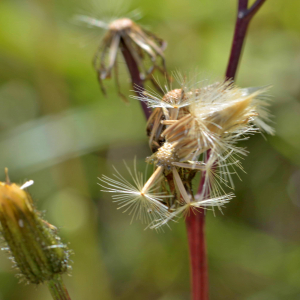 Photographie n°2519294 du taxon Crepis paludosa (L.) Moench [1794]