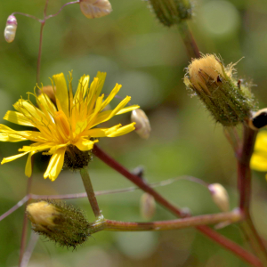 Photographie n°2519295 du taxon Crepis paludosa (L.) Moench [1794]