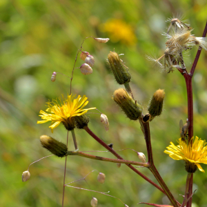 Photographie n°2519297 du taxon Crepis paludosa (L.) Moench [1794]