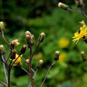 Photographie n°2519299 du taxon Crepis paludosa (L.) Moench [1794]