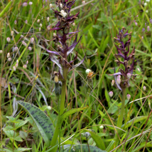 Photographie n°2519303 du taxon Dactylorhiza majalis (Rchb.) P.F.Hunt & Summerh. [1965]