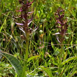 Photographie n°2519310 du taxon Dactylorhiza majalis (Rchb.) P.F.Hunt & Summerh. [1965]