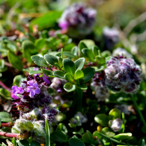 Photographie n°2519385 du taxon Thymus serpyllum L. [1753]