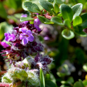 Photographie n°2519386 du taxon Thymus serpyllum L. [1753]