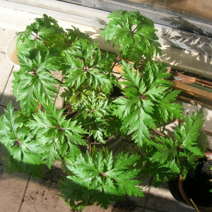 Photographie n°2519393 du taxon Geranium maderense Yeo [1969]