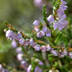 Photographie n°2519402 du taxon Calluna vulgaris (L.) Hull