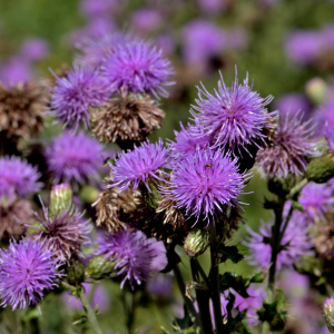 Photographie n°2519439 du taxon Cirsium arvense (L.) Scop. [1772]