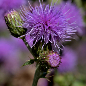 Photographie n°2519443 du taxon Cirsium arvense (L.) Scop. [1772]