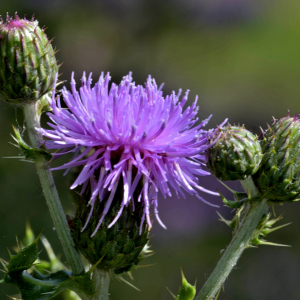 Photographie n°2519445 du taxon Cirsium arvense (L.) Scop. [1772]