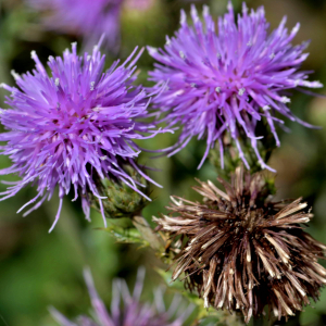 Photographie n°2519448 du taxon Cirsium arvense (L.) Scop. [1772]