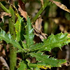 Photographie n°2519455 du taxon Cirsium arvense (L.) Scop. [1772]