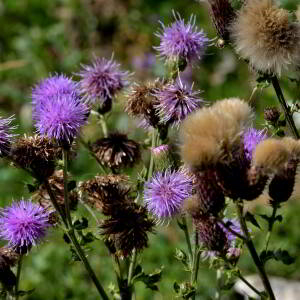 Photographie n°2519457 du taxon Cirsium arvense (L.) Scop. [1772]