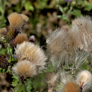 Photographie n°2519458 du taxon Cirsium arvense (L.) Scop. [1772]