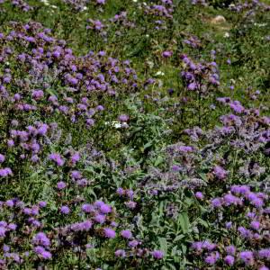 Photographie n°2519461 du taxon Cirsium arvense (L.) Scop. [1772]