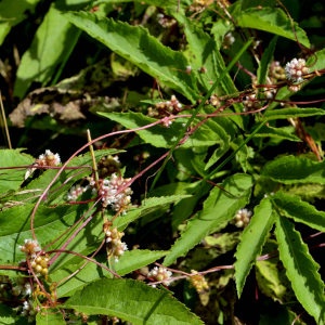 Photographie n°2519473 du taxon Cuscuta europaea L. [1753]