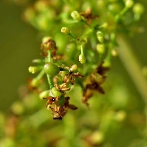 Photographie n°2519476 du taxon Galium verum L. [1753]