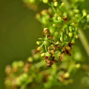 Photographie n°2519477 du taxon Galium verum L. [1753]