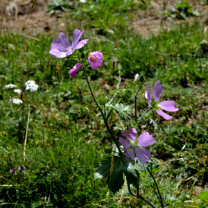 Photographie n°2519478 du taxon Malva moschata L. [1753]